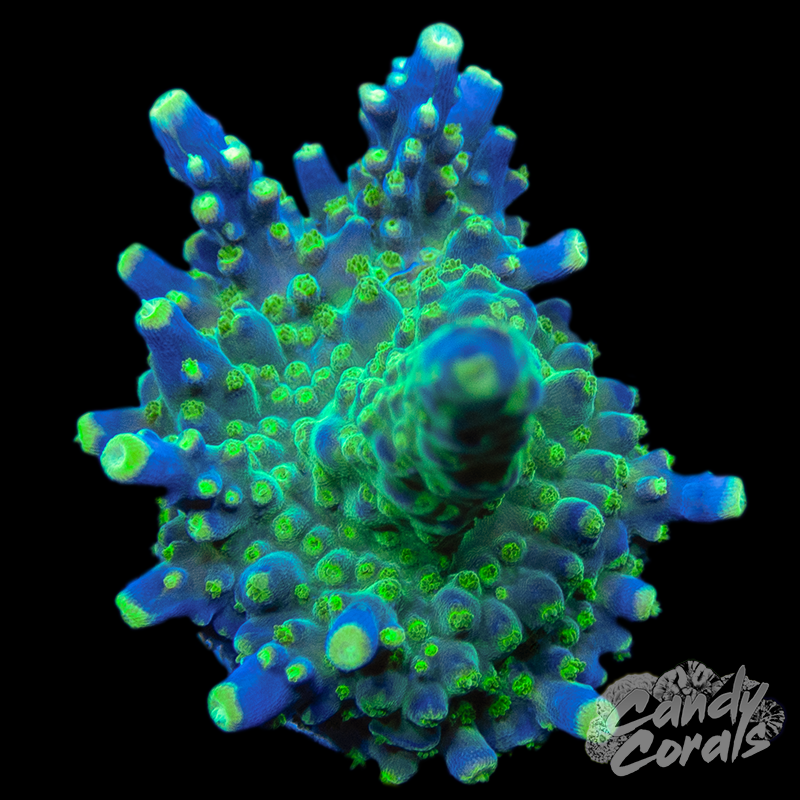 Tri-Color Acropora Valida WYSIWYG 3 - Furniture image 1