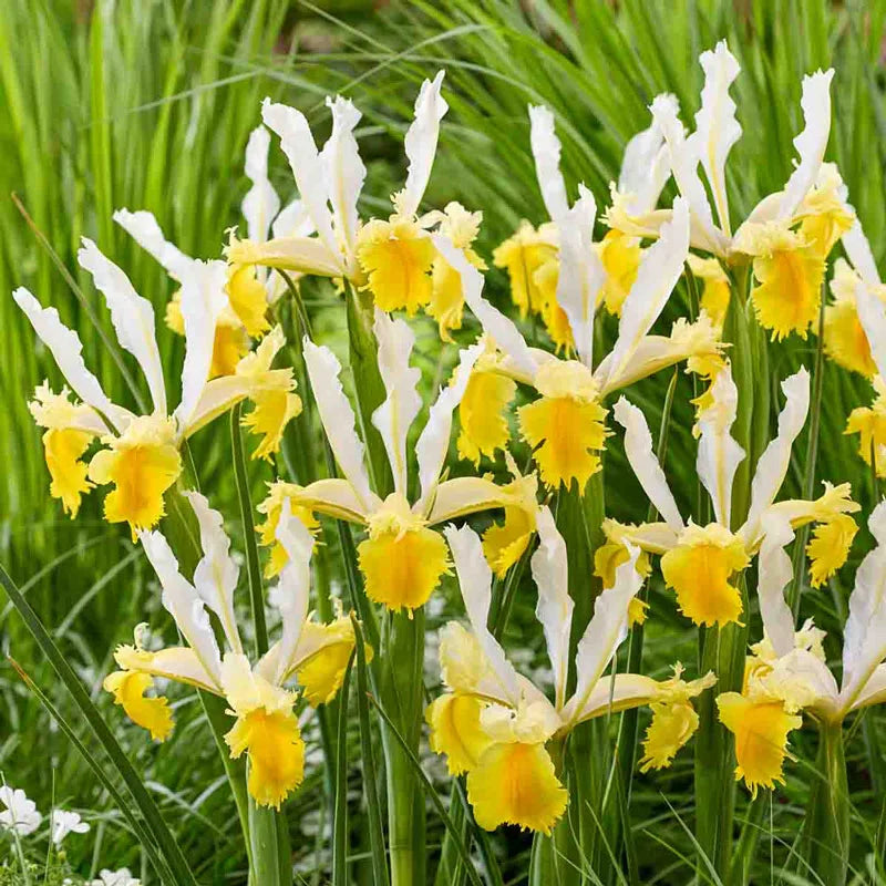 Lemon Shark Dutch Iris - Misc image 2