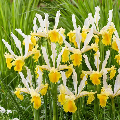 Lemon Shark Dutch Iris - Misc image 2