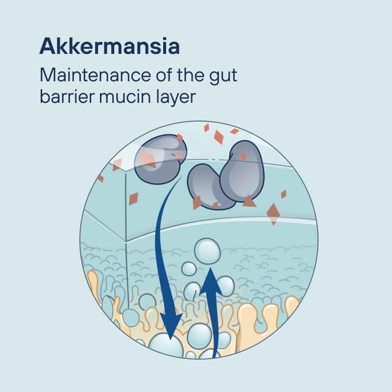 Pendulum Akkermansia Probiotic 90 Capsules - Misc image 3