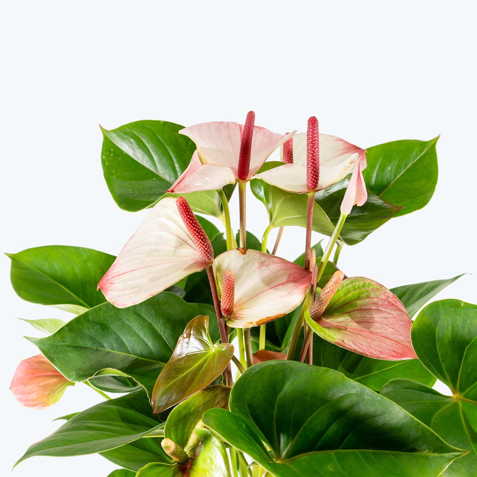 Anthurium Amalia Elegans - Misc image 2