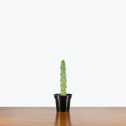 Boobie Cactus - Misc image 3