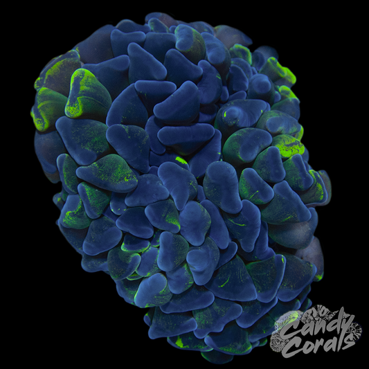 Toxic Blotchy Wall Hammer WYSIWYG 4 - Furniture image 1