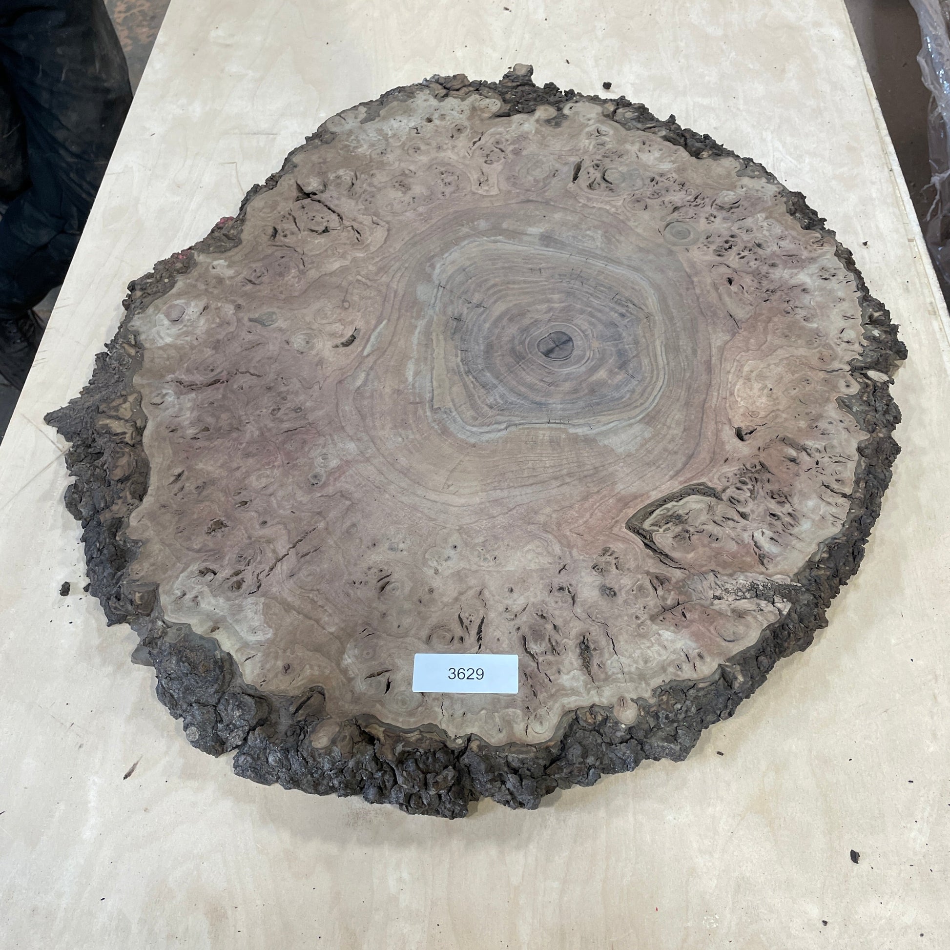 RARE Claro Walnut Burls - Kitchen & Dining image 10