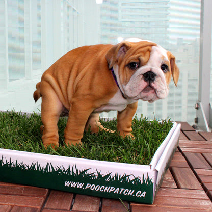 Regular Size - Kitchen & Dining image 2