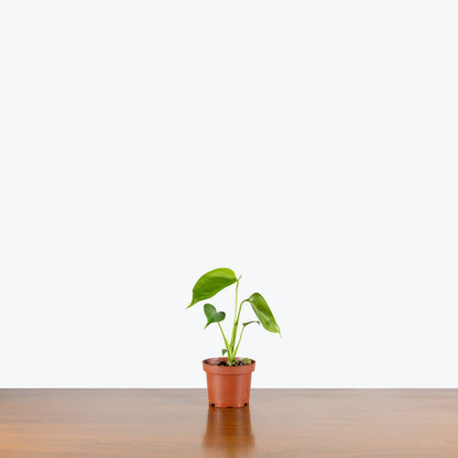 Monstera Sierrana - Misc image 3