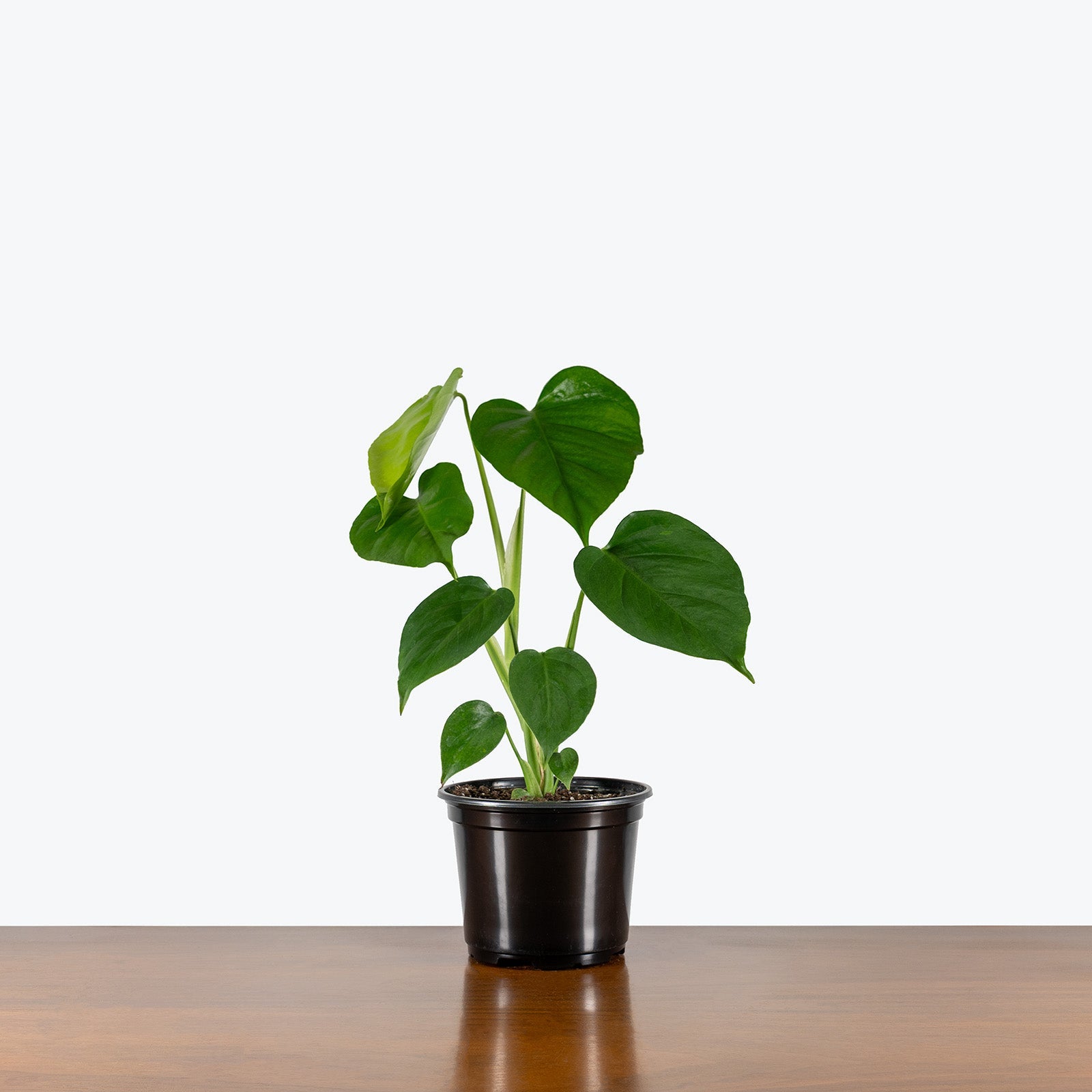 Monstera Sierrana - Misc image 4