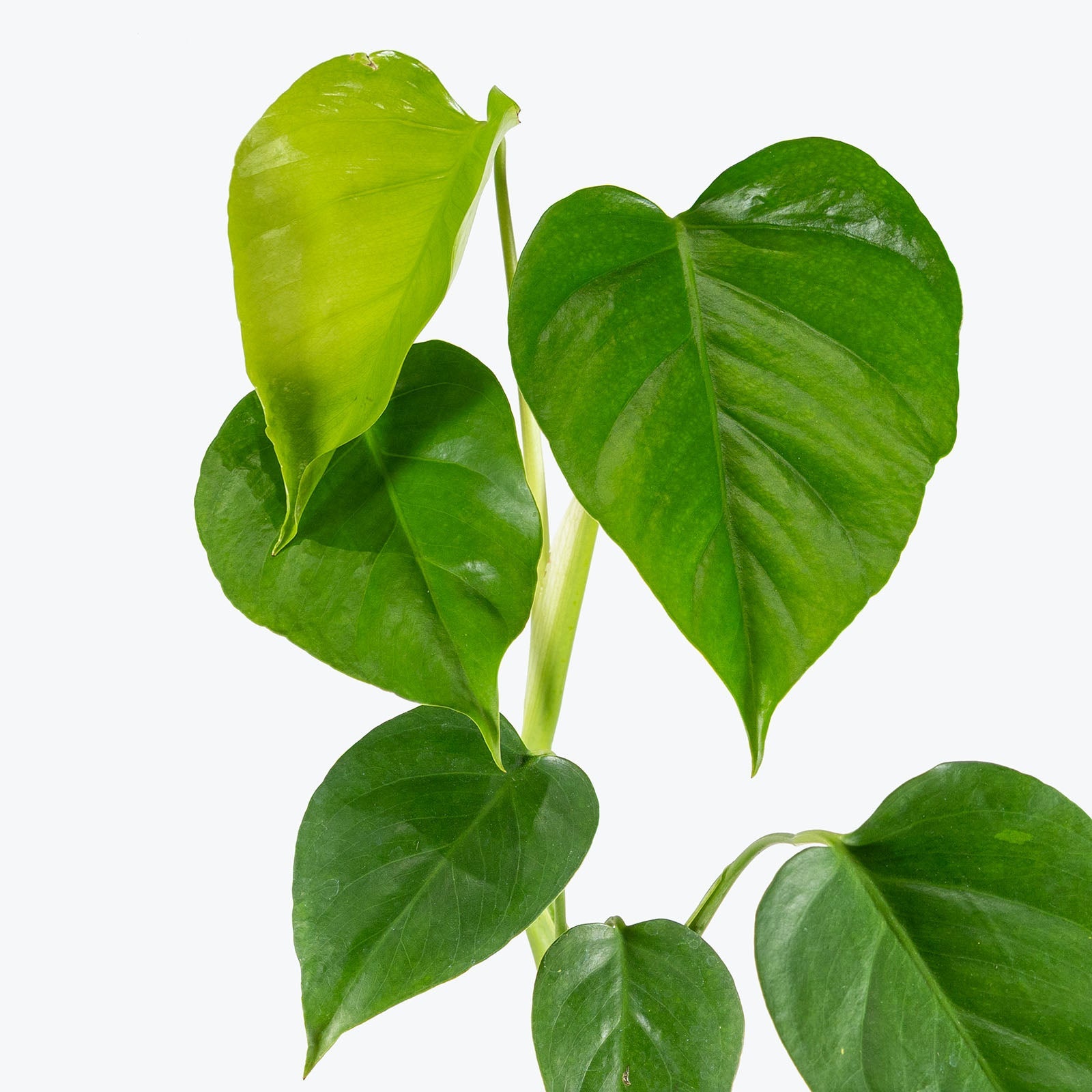 Monstera Sierrana - Misc image 2