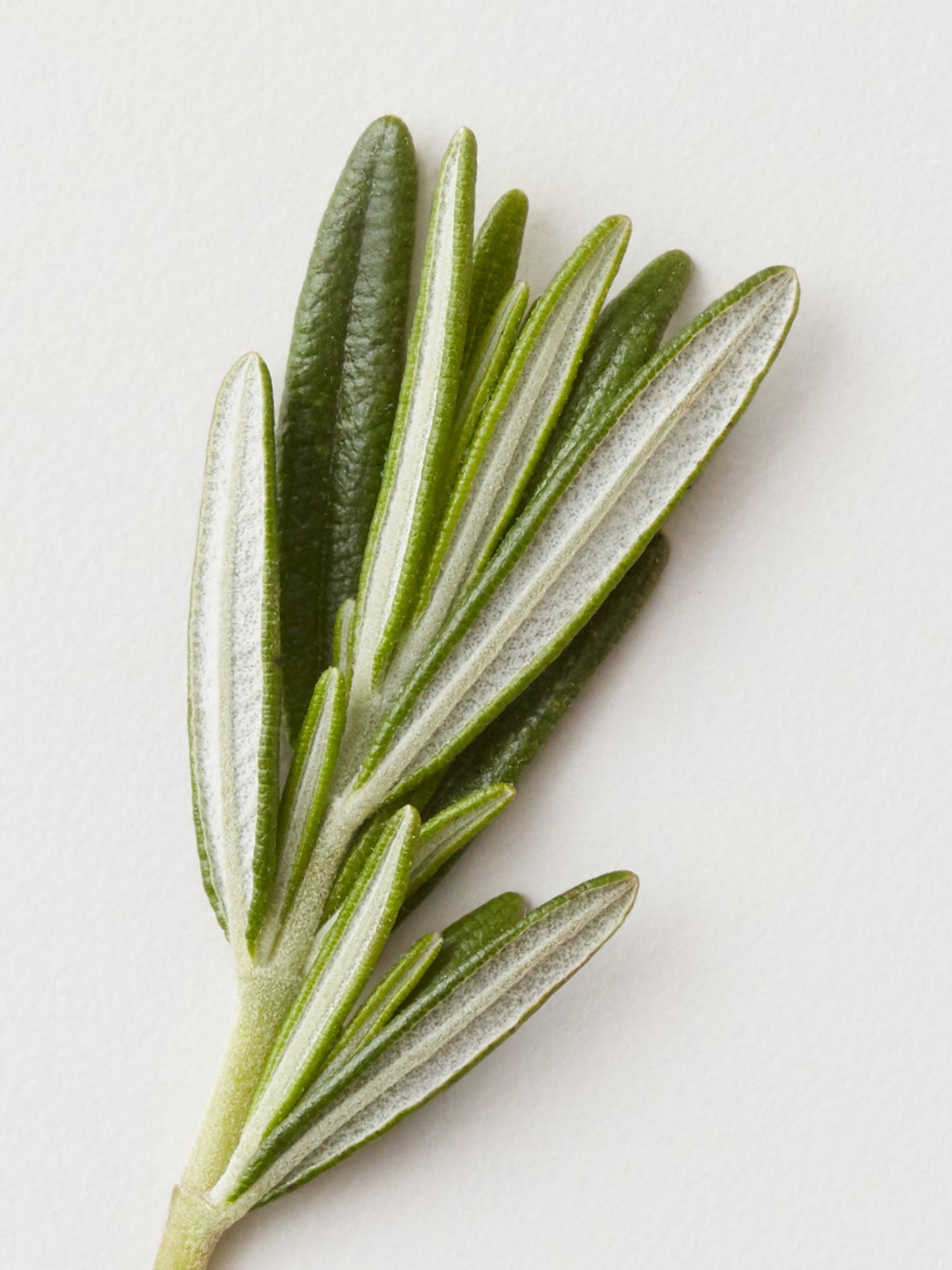 Pro Stylist Christine's Faves - Misc image 3