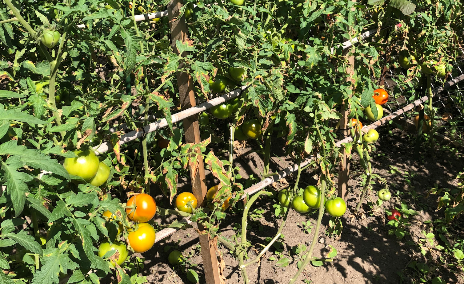 Custom Trellis Installation - Kitchen & Dining image 4