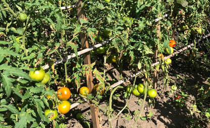 Custom Trellis Installation - Kitchen & Dining image 4