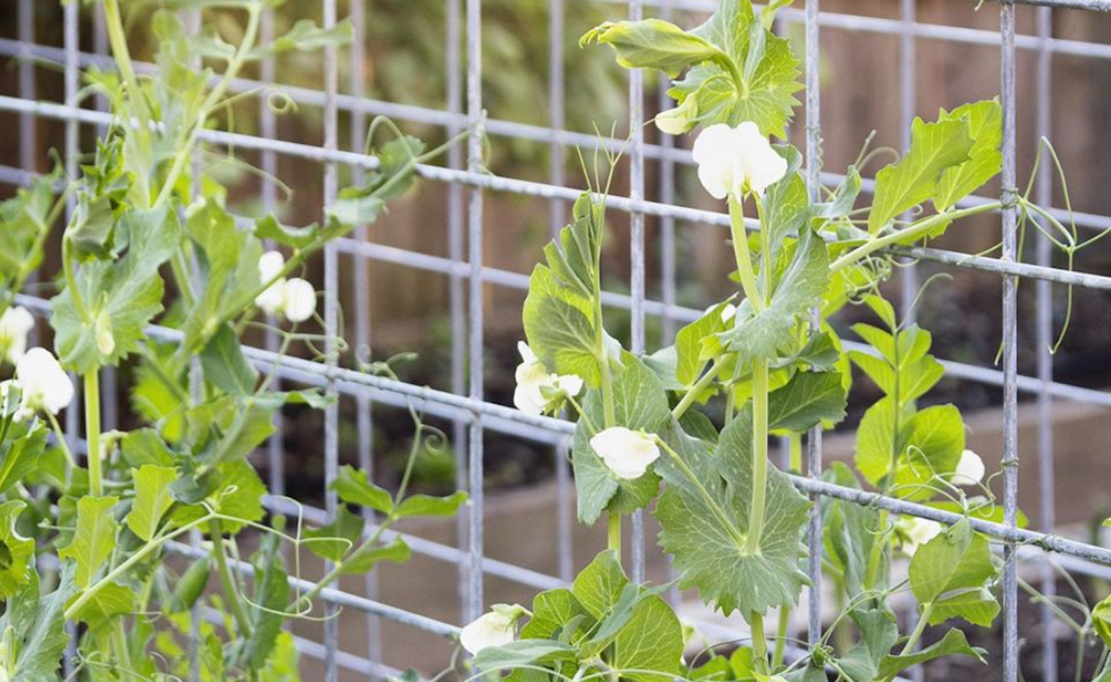 Custom Trellis Installation - Kitchen & Dining image 1