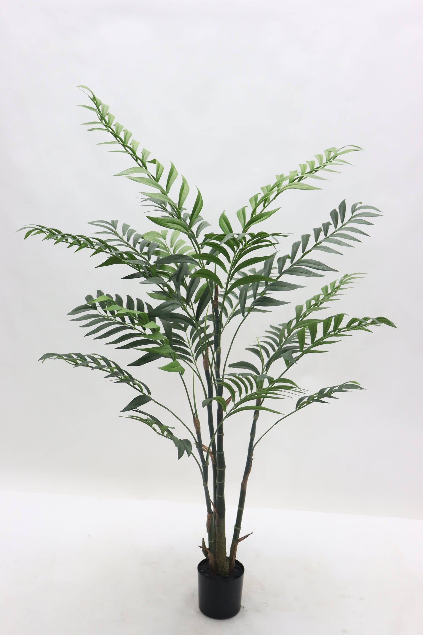 TR10793 BAMBOO PALM TREEx4 w/351L,4' - Misc image 1