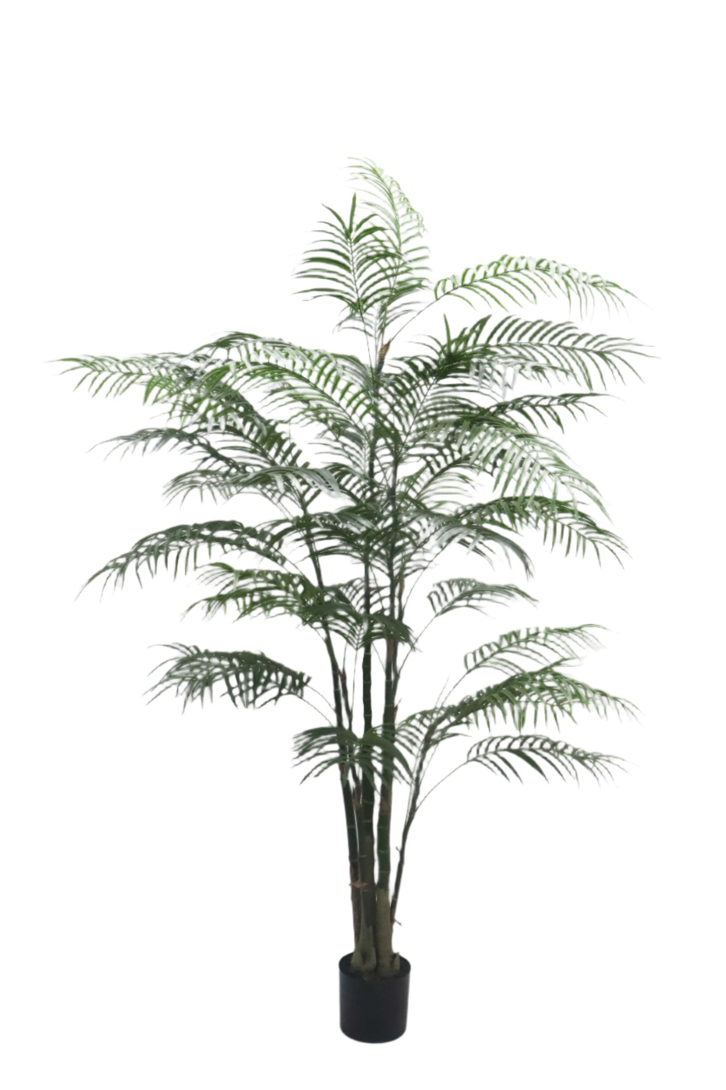 TR10796 ARECA PALM TREEx4 w/1418L (KD),6' - Misc image 1