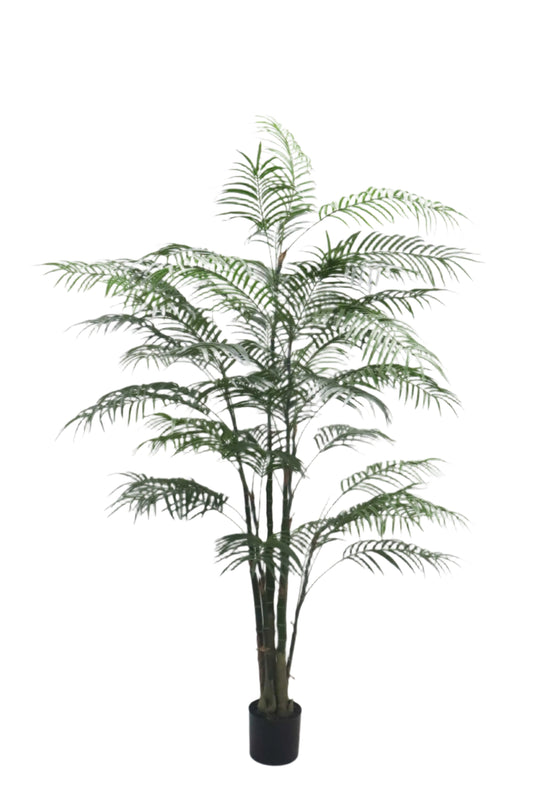 TR10796 ARECA PALM TREEx4 w/1418L (KD),6' - Misc image 1