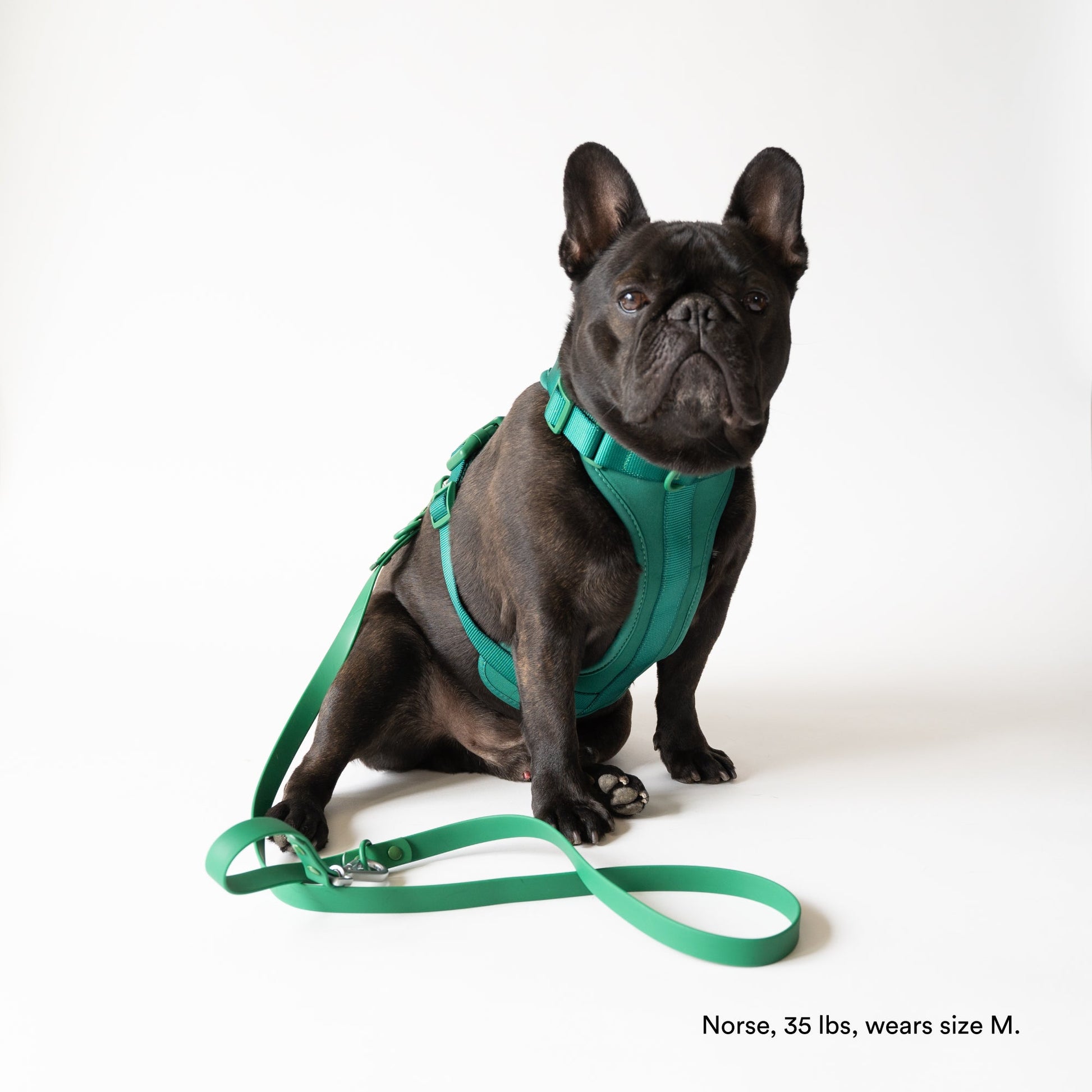 Green Harness and Leash Set - Furniture image 2