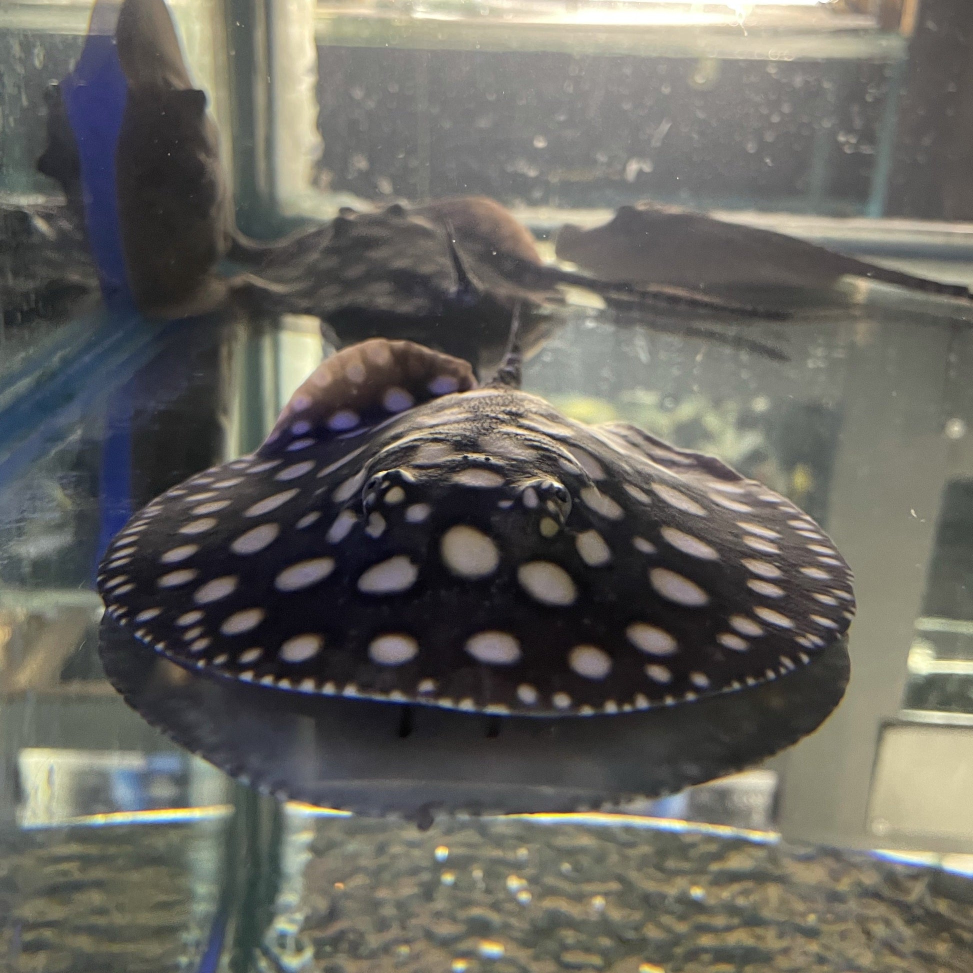 Big Spot Black Diamond Stingray Pair - Kitchen & Dining image 1