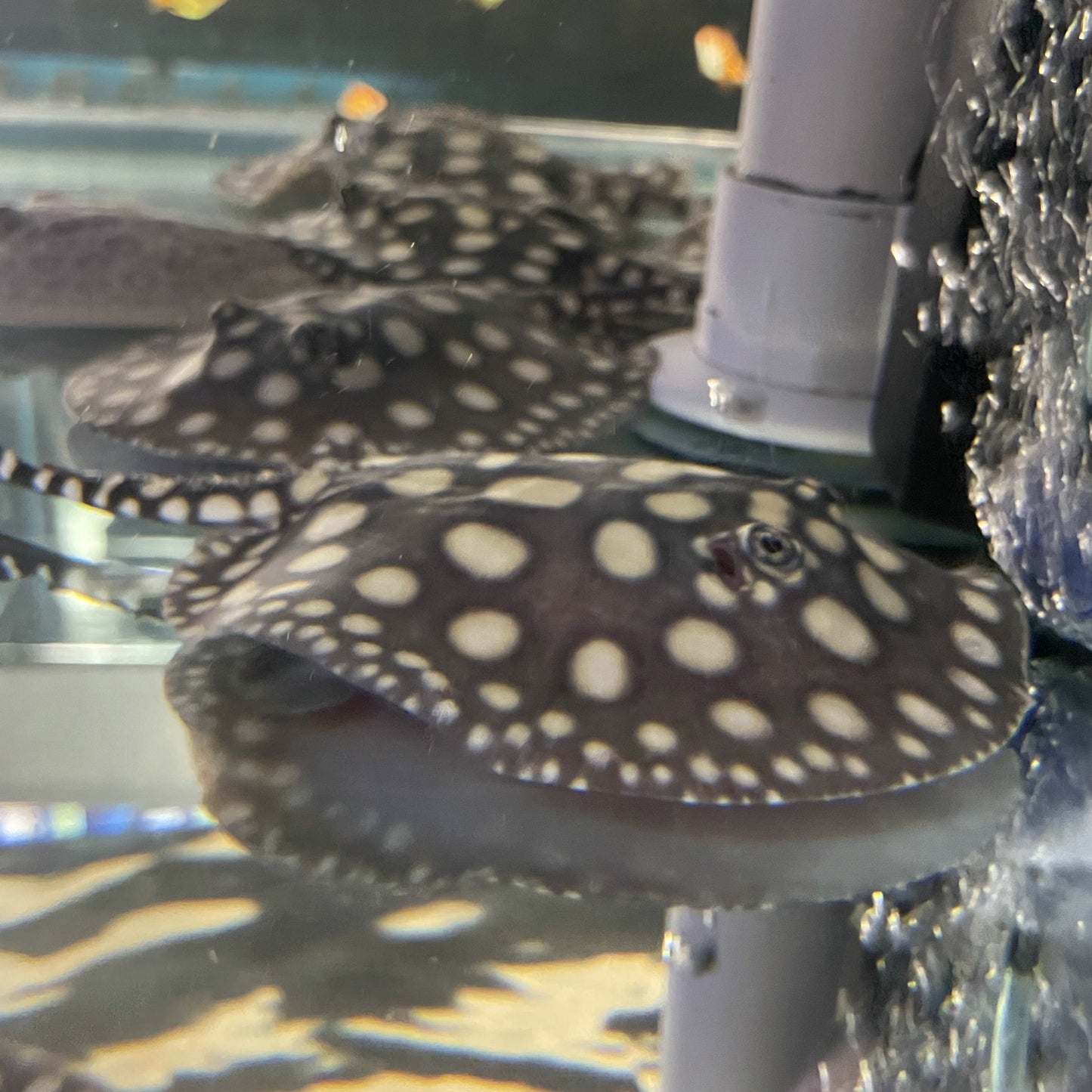 Big Spot Black Diamond Stingray Pair - Kitchen & Dining image 2