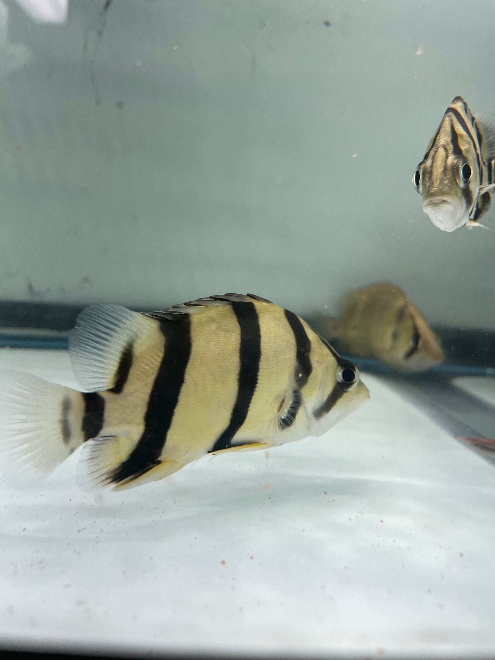 Northern Thailand Tiger Fish (Datnoid) - Furniture image 3