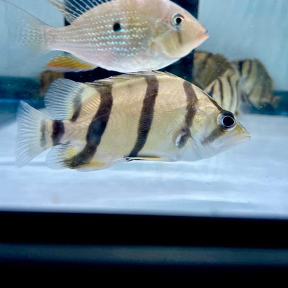 Northern Thailand Tiger Fish (Datnoid) - Furniture image 2