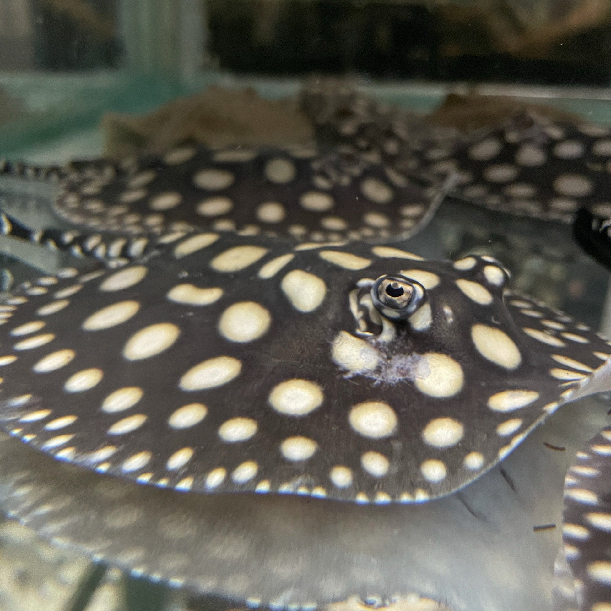 Big Spot Black Diamond Stingray Pair - Kitchen & Dining image 6
