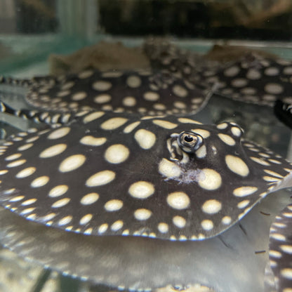 Big Spot Black Diamond Stingray Pair - Kitchen & Dining image 6