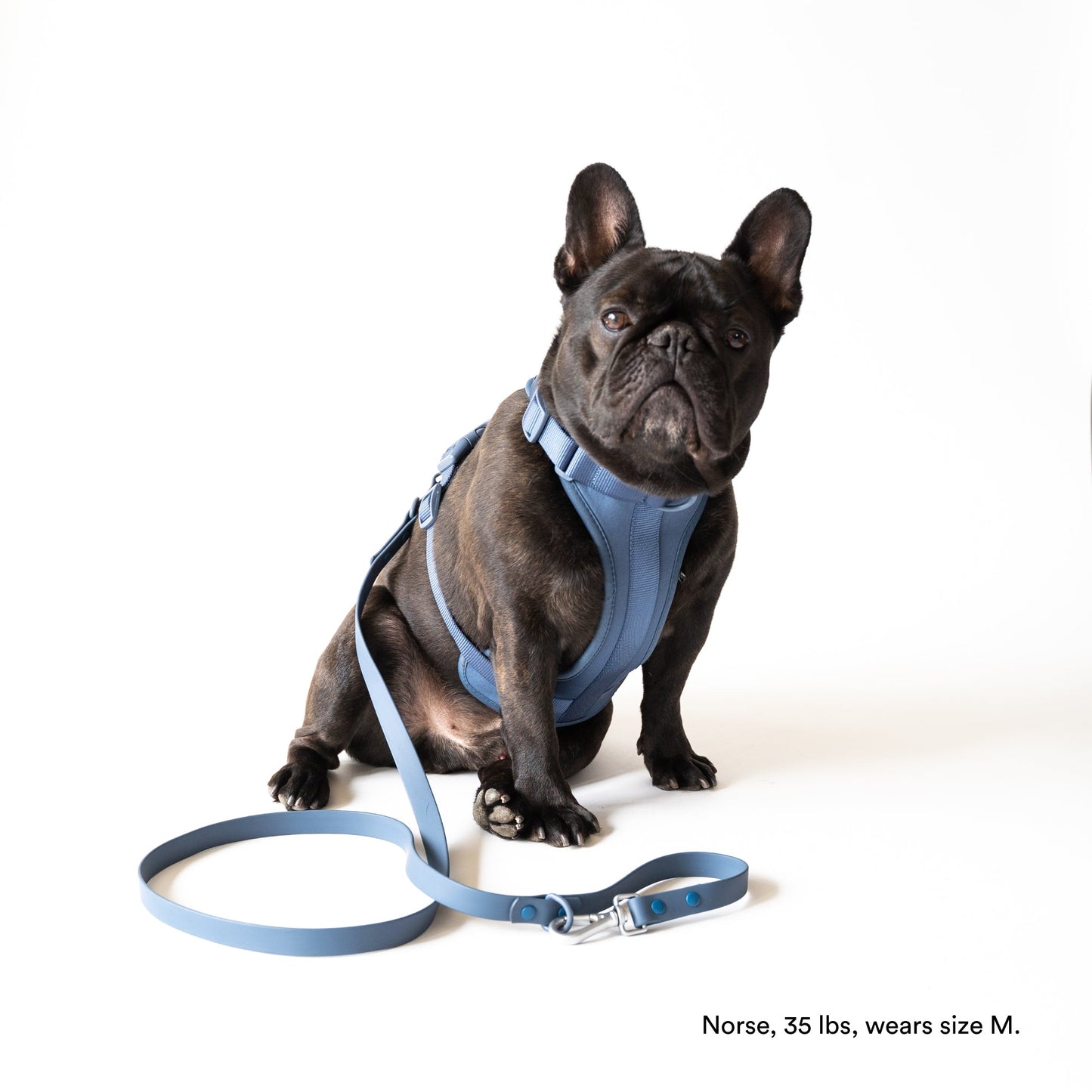 Navy Blue Harness and Leash Set - Furniture image 2