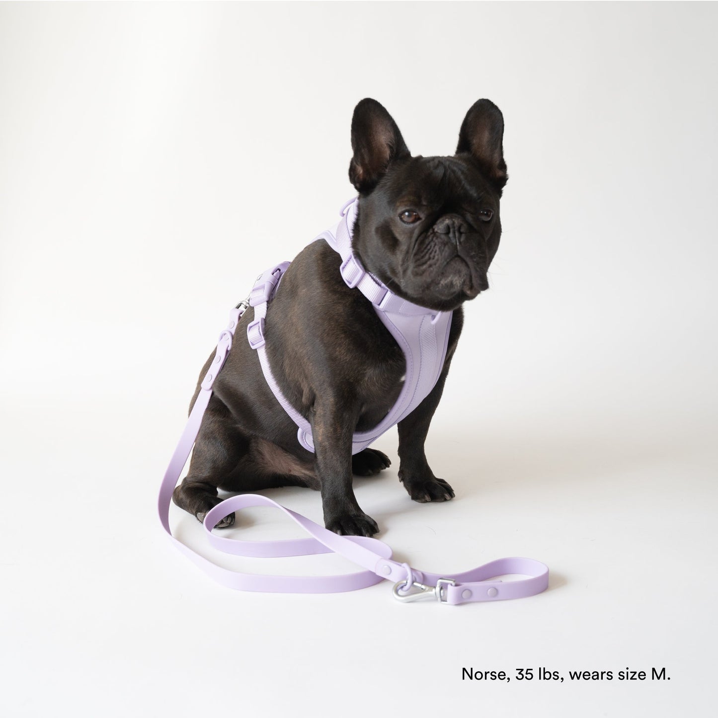 Lilac Harness and Leash Set - Furniture image 2
