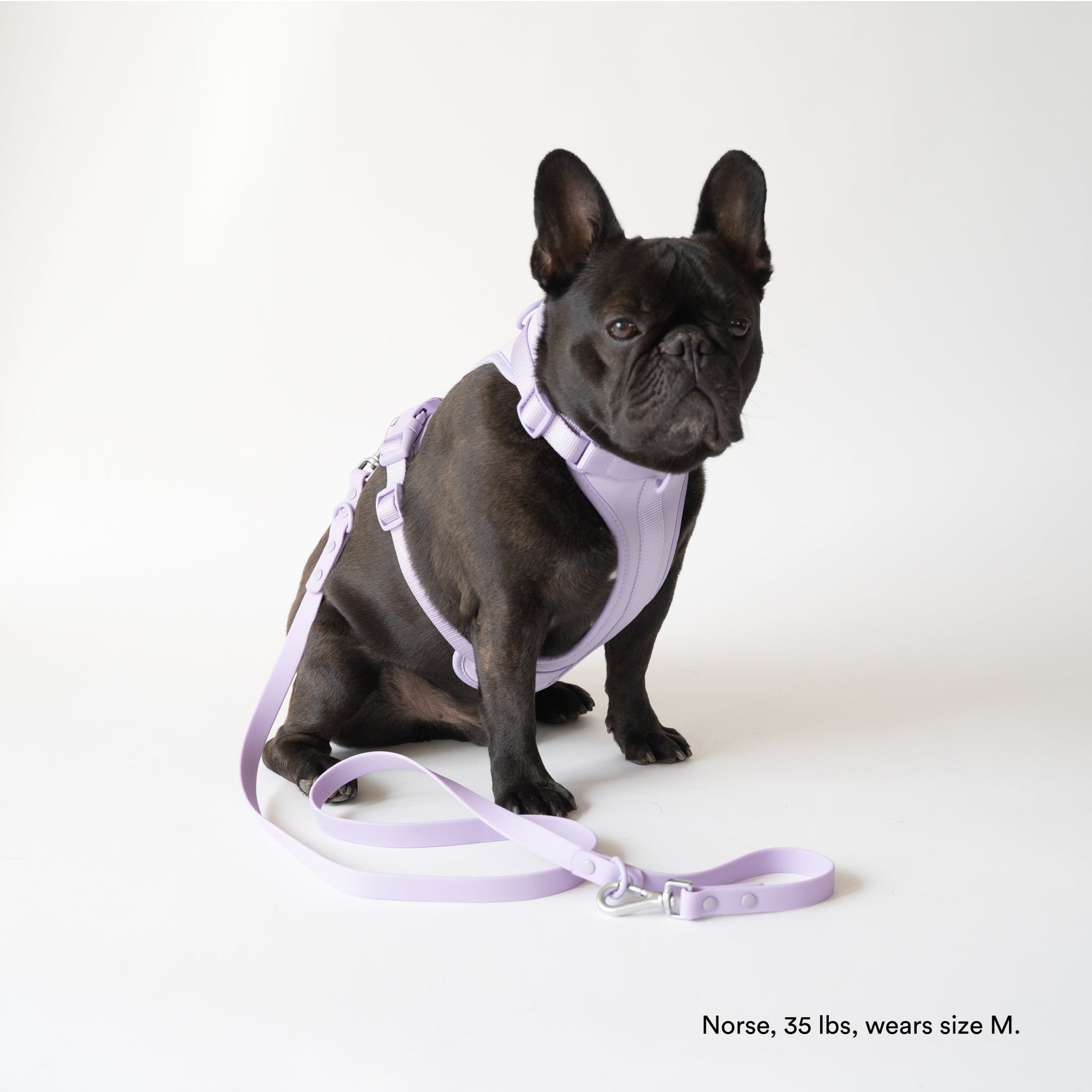 Lilac Harness and Leash Set - Furniture image 2